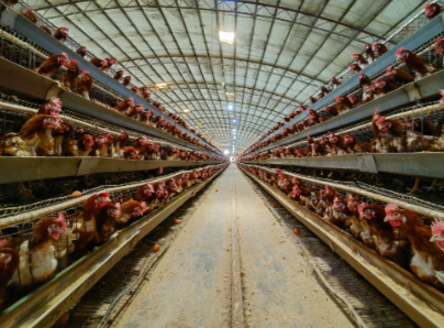 养殖场取名字大全2026年(精选750个) 养殖场取名字大全2026年(精选750个)