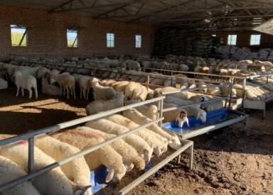 养殖合作社名字大全集特色（精选200个）